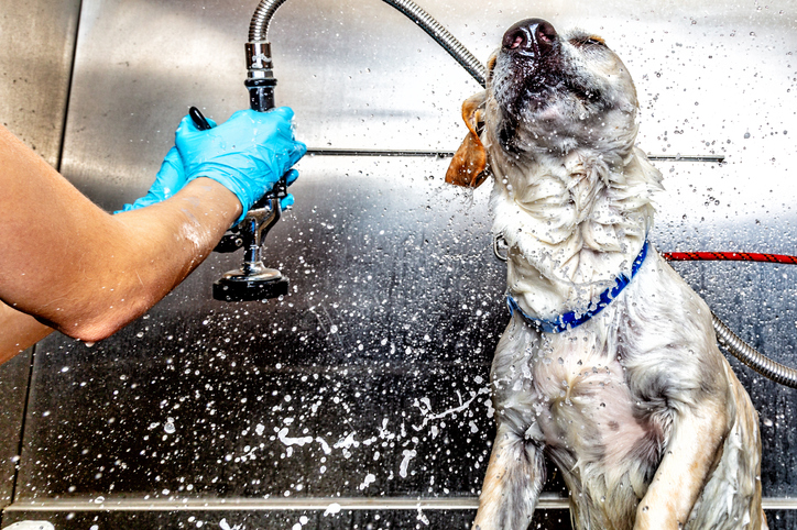 Dog at pet wash shaking water