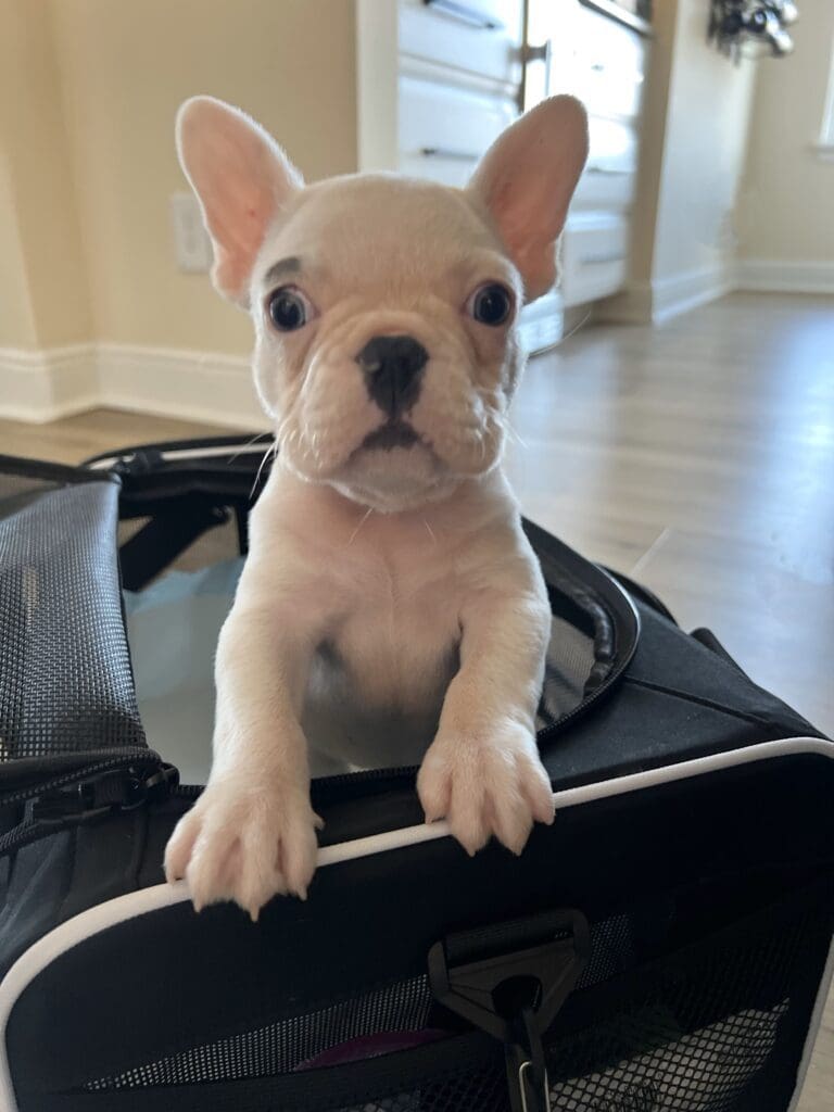 Meet Axel!