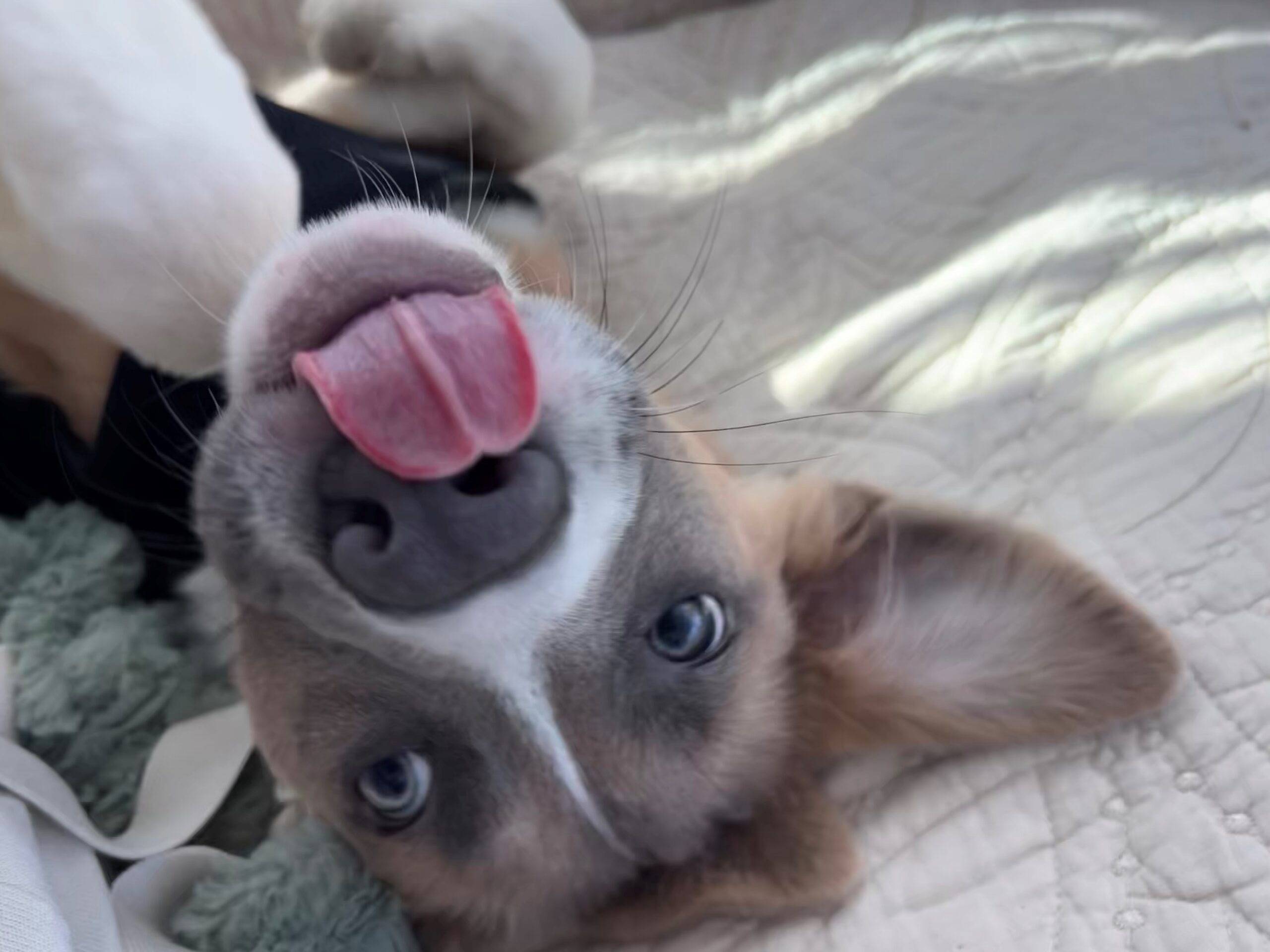 Cute dog with licking tongue