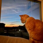 Scotch the cat at Farms watching the sun set over lake Apopka