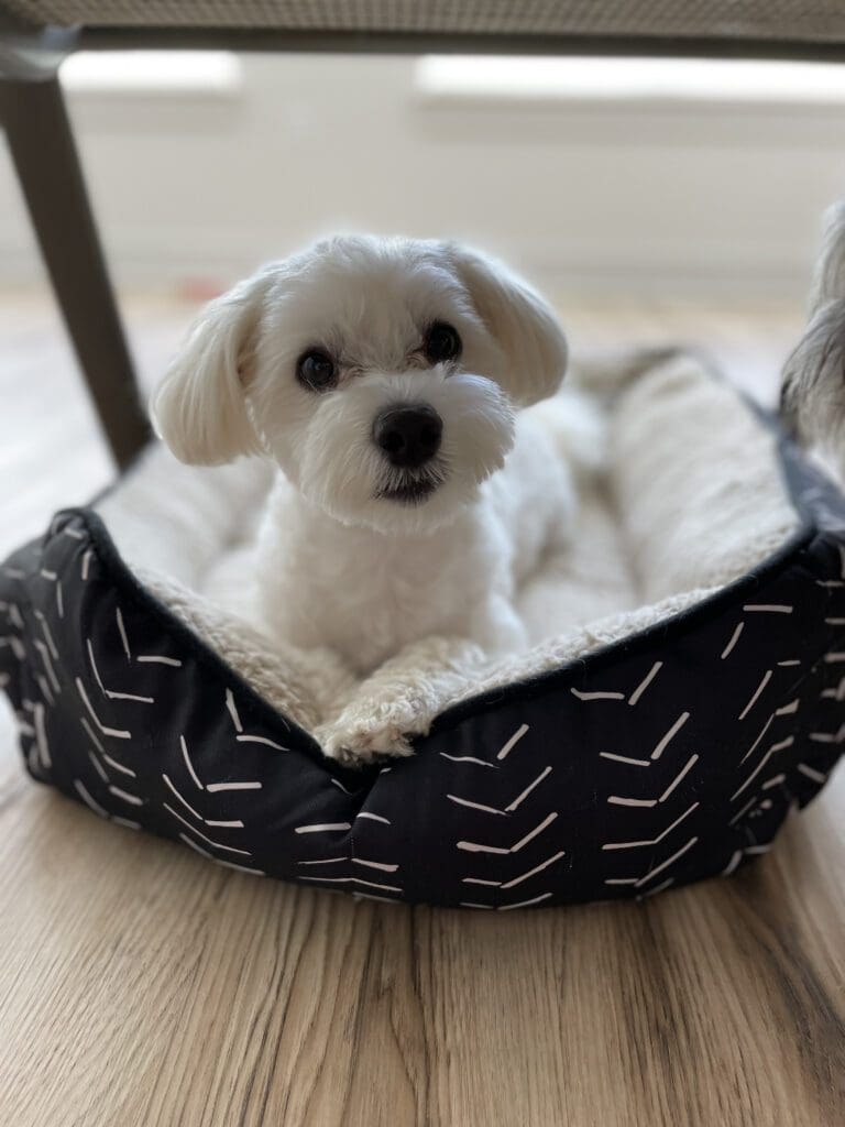 Meet Snow the dog!