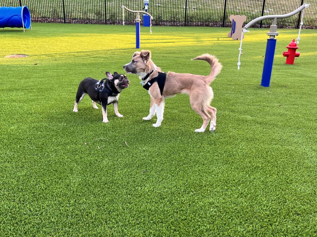 Addison Farms pet park