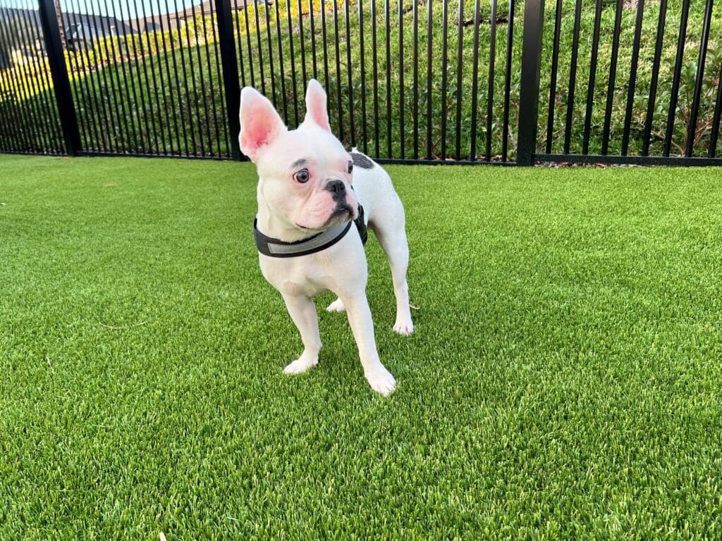 Addison Farms and pet park