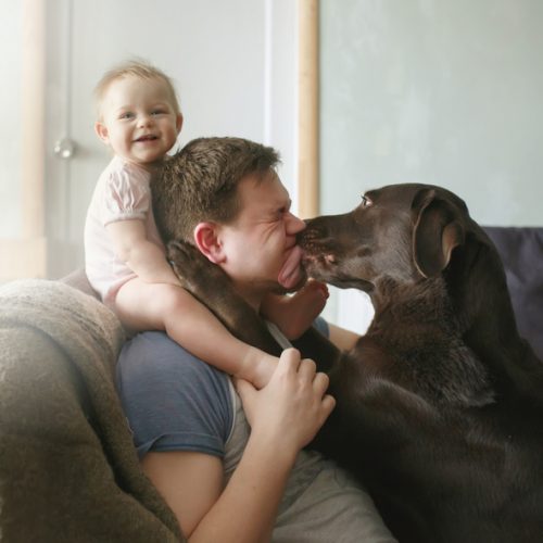 Young handsome father with cute smiling little infant sitting on his shoulders and pet labrador retriever