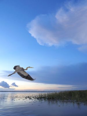 A Great Blue Heron Flies Over A Beautiful Florida Lake at Sunrise
